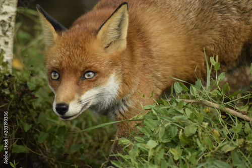 portrait of red fox