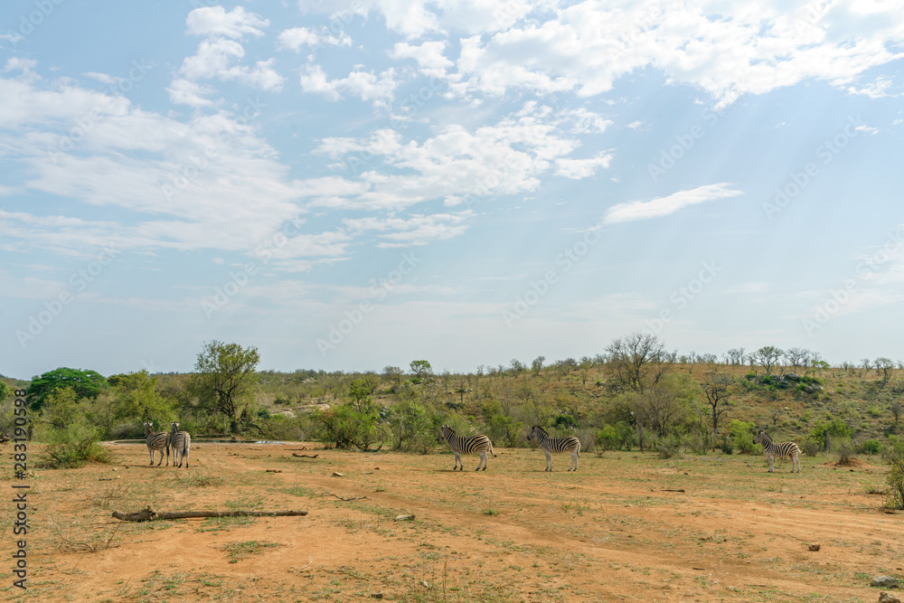 Zebra (Equus quagga), taken in South Africa