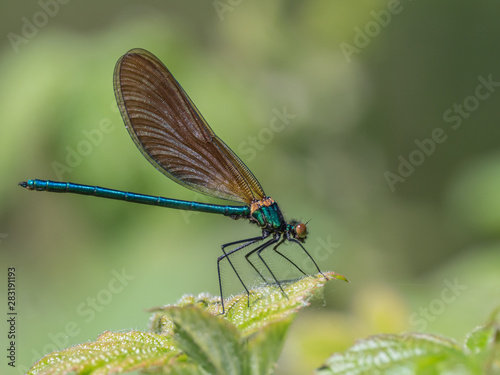 banded demoiselle (Calopteryx splendens) is a species of damselfly belonging to the family Calopterygidae © Cliff