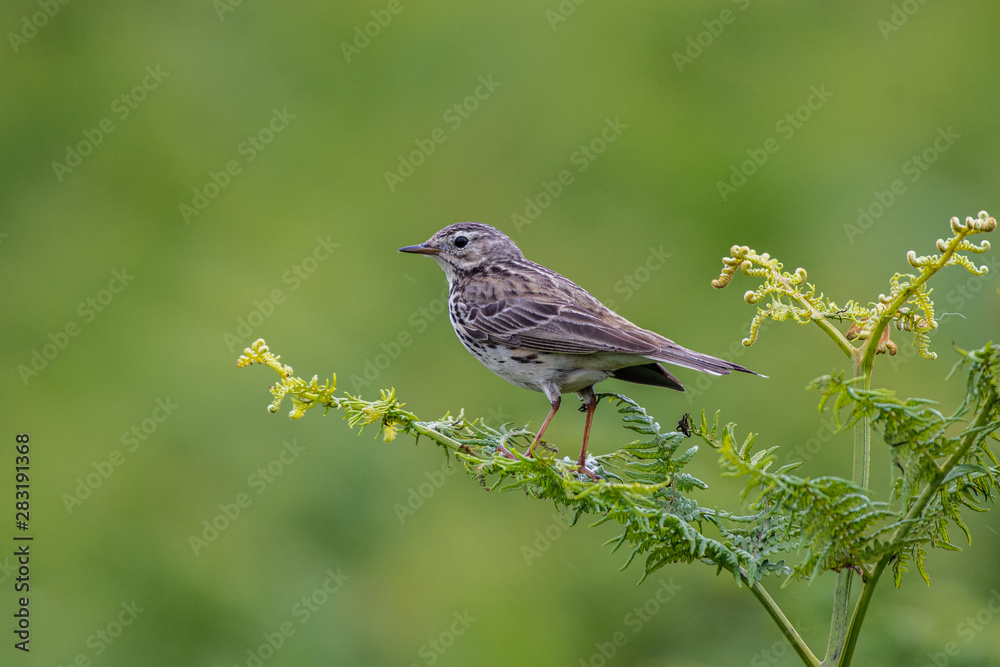 meadow pipit a small passerine bird perched on a fern on the heath moorland in Wales UK meadow pipit a small passerine bird perched on a fern on the heath moorland in Wales UK