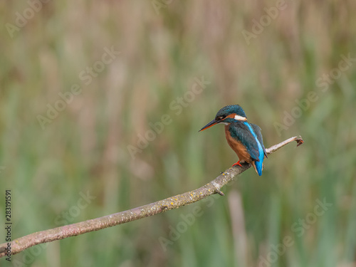 Female Eursian Kingfisher [Alcedo atthis]perched on a tree branch on the river bank fishing