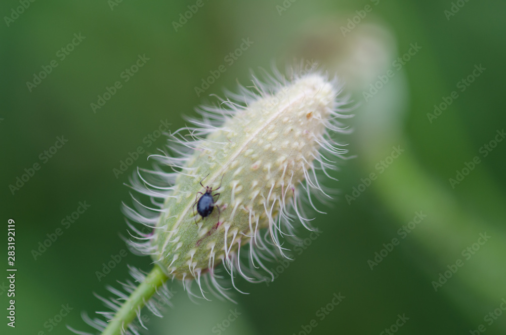 Closed head of poppy flower before blooming. Small insect on plant. Closed head of poppy flower before blooming. Small insect on plant.