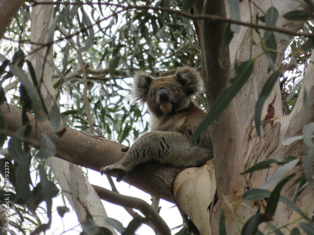 Fototapeta premium Koala