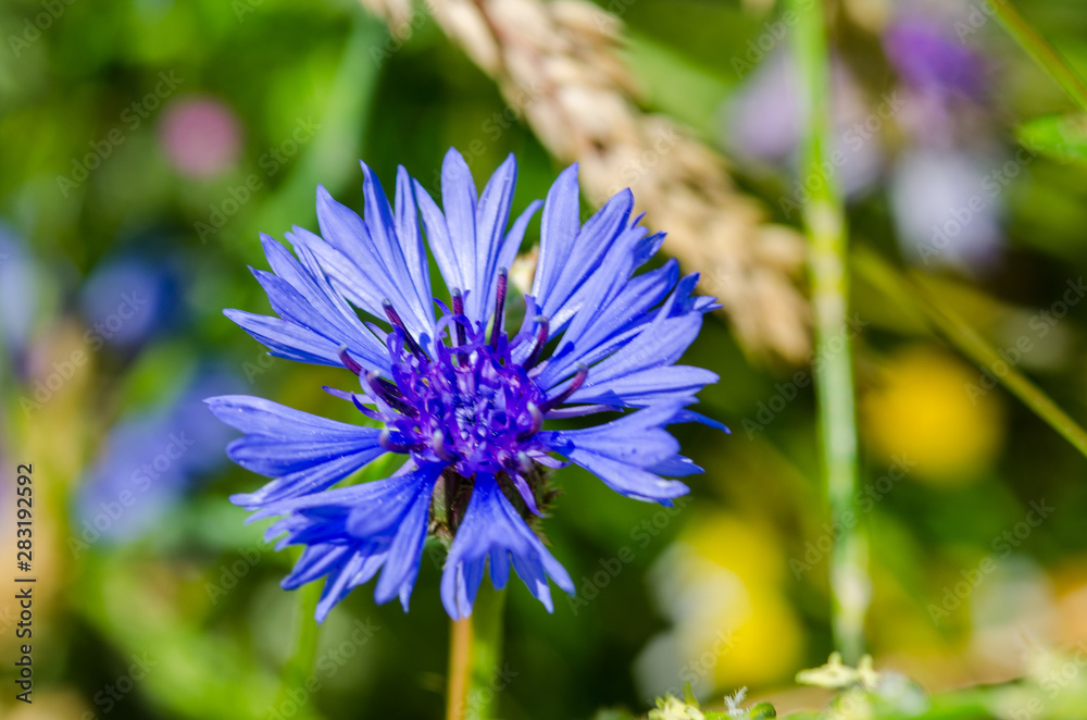 Blue cornflower blooming. Close up shot with shallow depth of field. Blue cornflower blooming. Close up shot with shallow depth of field.