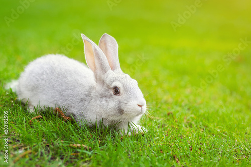 Cute adorable white fluffy rabbit sitting on green grass lawn at backyard. Small sweet bunny walking by meadow in green garden on bright sunny day. Easter nature and animal background