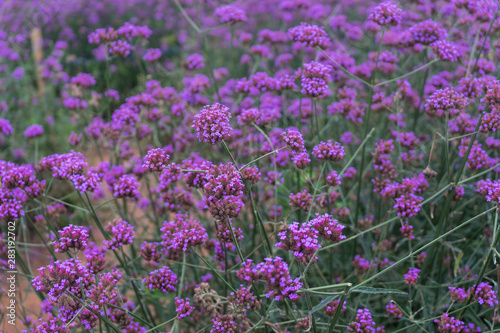 beautiful verbena bonariensis purple flowers garden photo