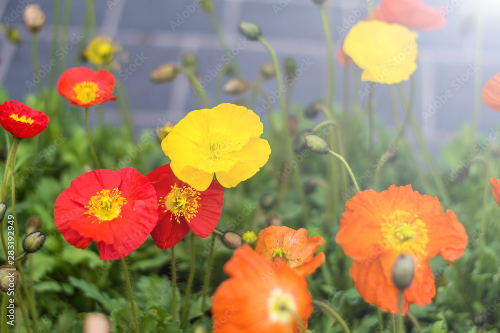 Poppy of wartime remembrance, Papaver rhoeas, the red flower corn poppy and bulbs on in botanic garden. Veterans day and Nature background concept Poppy of wartime remembrance, Papaver rhoeas, the red flower corn poppy and bulbs on in botanic garden. Veterans day and Nature background concept