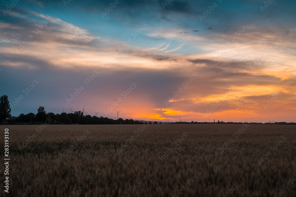 Wheat field at sunset. Agricultural, agronomy concept.