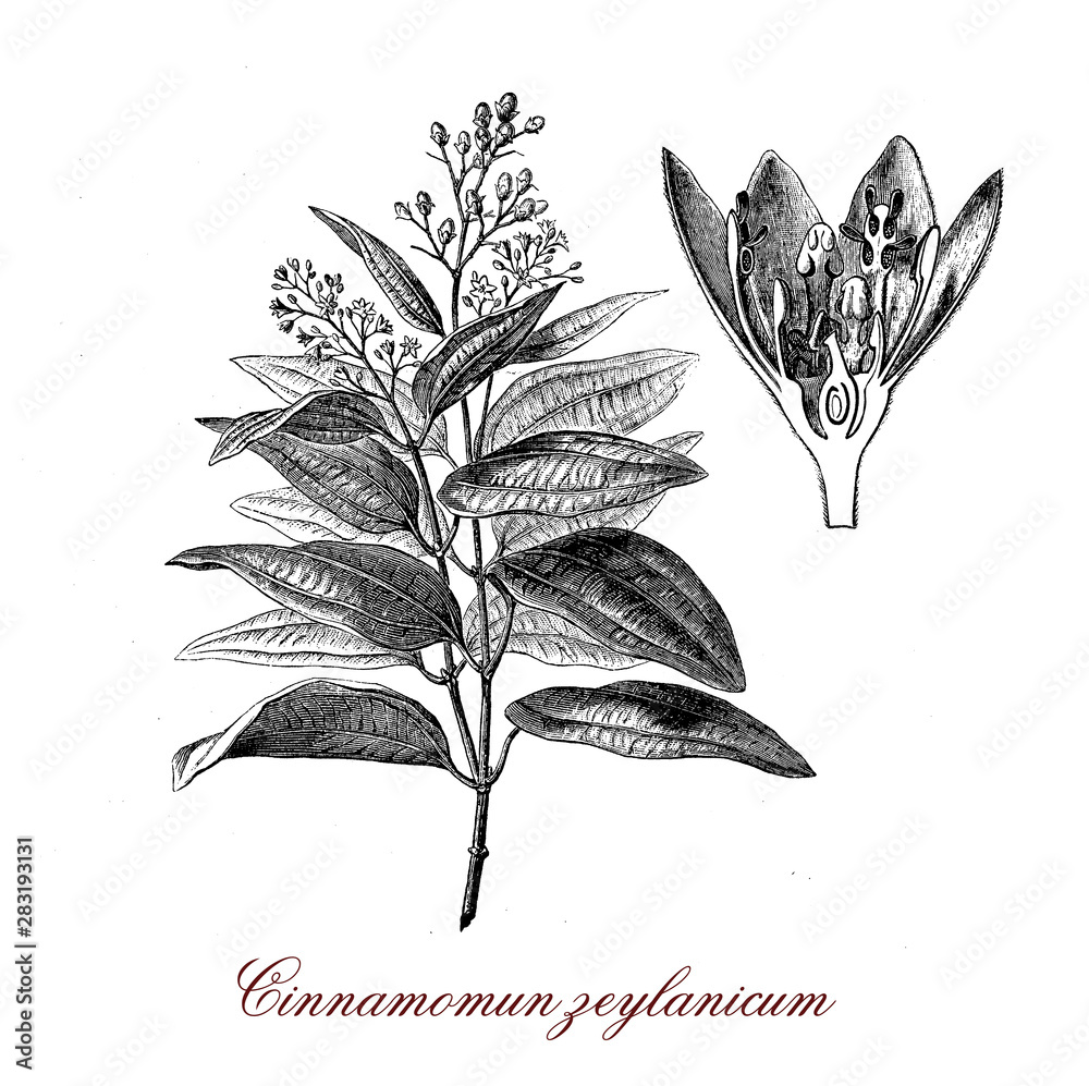 Cinnamomum verum or true cinnamon tree native to Ceylon, the inner bark is used to produce cinnamon spice. - obrazy, fototapety, plakaty 
