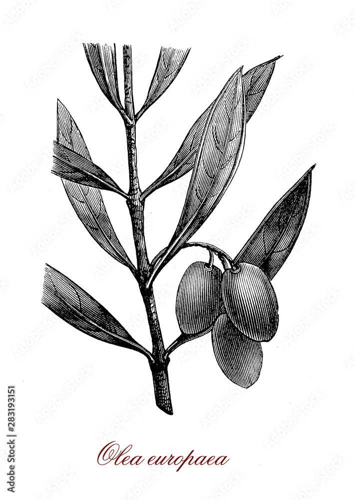 Olive native to the Mediterranean,agricultural important source of