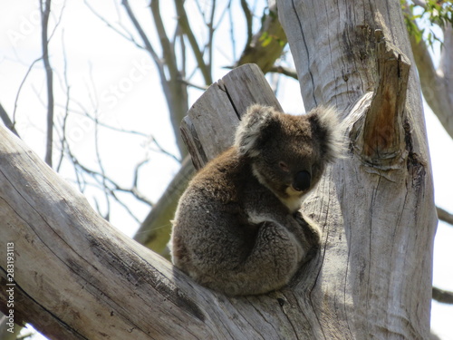 Canvas Print Koala
