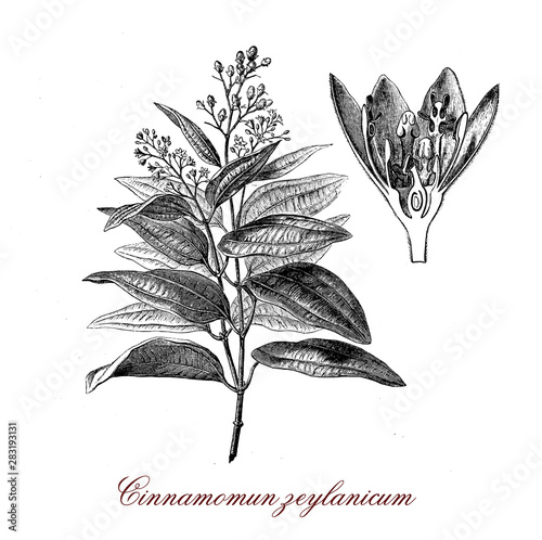 Cinnamomum verum or true cinnamon tree native to Ceylon, the inner bark is used to produce cinnamon spice.