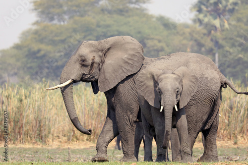 Large and small African elephants by river