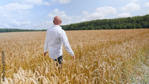Man walking through the golden wheat field. Medium shot.