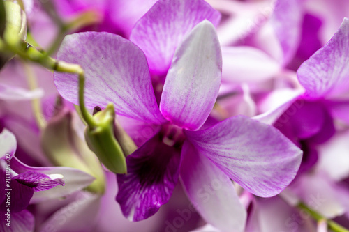 Fototapeta Naklejka Na Ścianę i Meble -  Close up Dendrobium orchid hybrids in the garden.Selective focus beautiful purple orchid.
