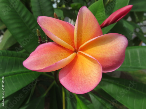 Frangipani