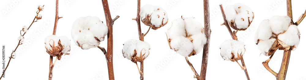 collection of dried twigs of cotton plant isolated - obrazy, fototapety, plakaty 