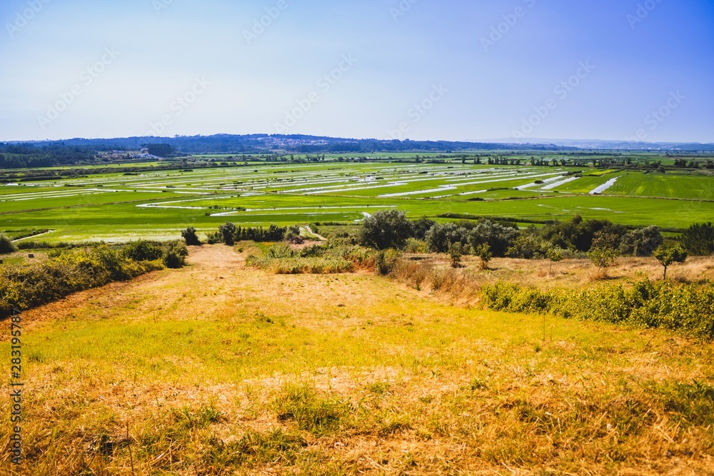 Overview of a rice planting field in Portugal on a summer day. Colourful over processed. 