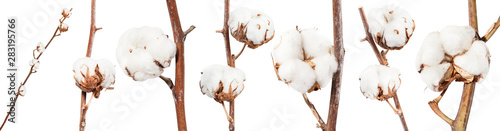 collection of dried twigs of cotton plant isolated