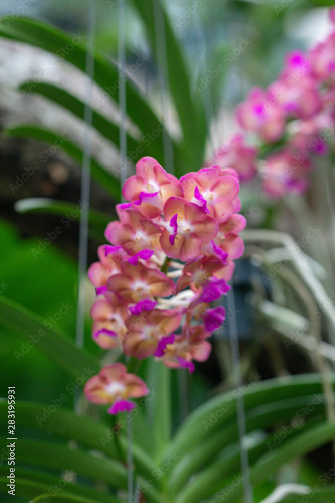 Purple and yellow orchid flower in a garden.Beautiful selective focus Rhynchostylis gigantea Orchid. Purple and yellow orchid flower in a garden.Beautiful selective focus Rhynchostylis gigantea Orchid.