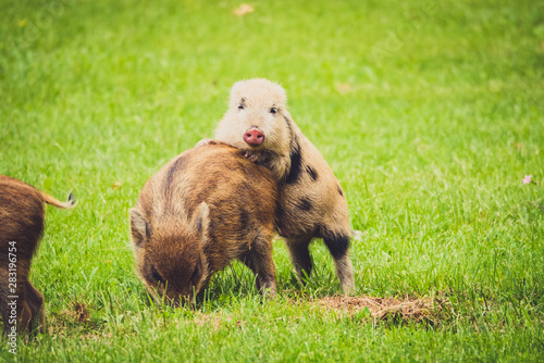 Baby Pigs Apuan Alp