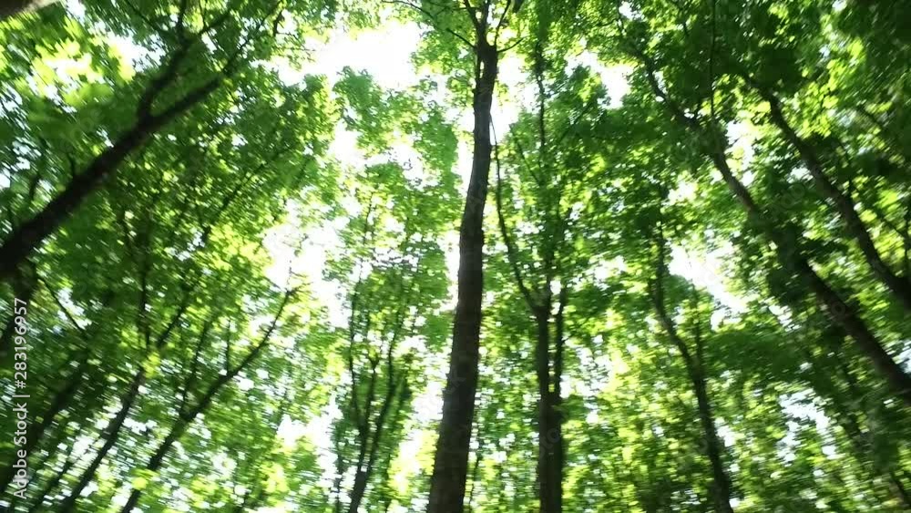 Ray of sunshine through tree branches Ray of sunshine through tree branches
