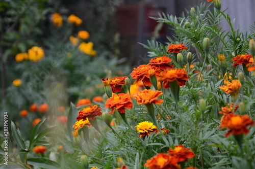Принти на полотні orange flowers in the garden