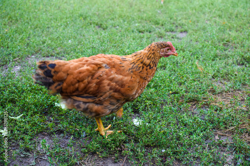 Young chick walks on green grass. Expressing poultry