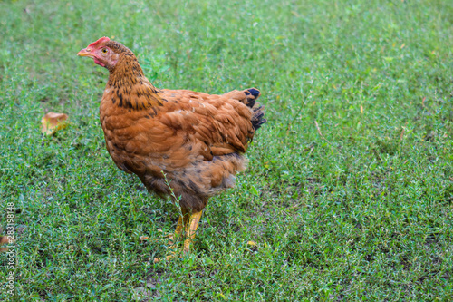 Young chick walks on green grass. Expressing poultry