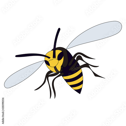 vector  isolated  insect  wasp  bee flies