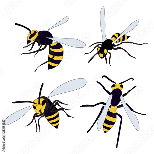 vector, isolated, insect, wasp, bee set