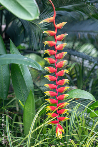 Beautiful red Heliconia rostrata flower in a garden.Common names for the genus include Hanging lobster claw or False bird of paradise.