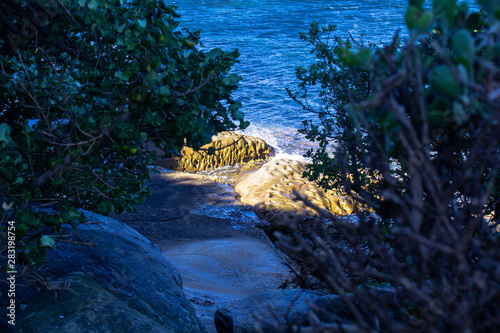 Beautiful Ocean through the Trees