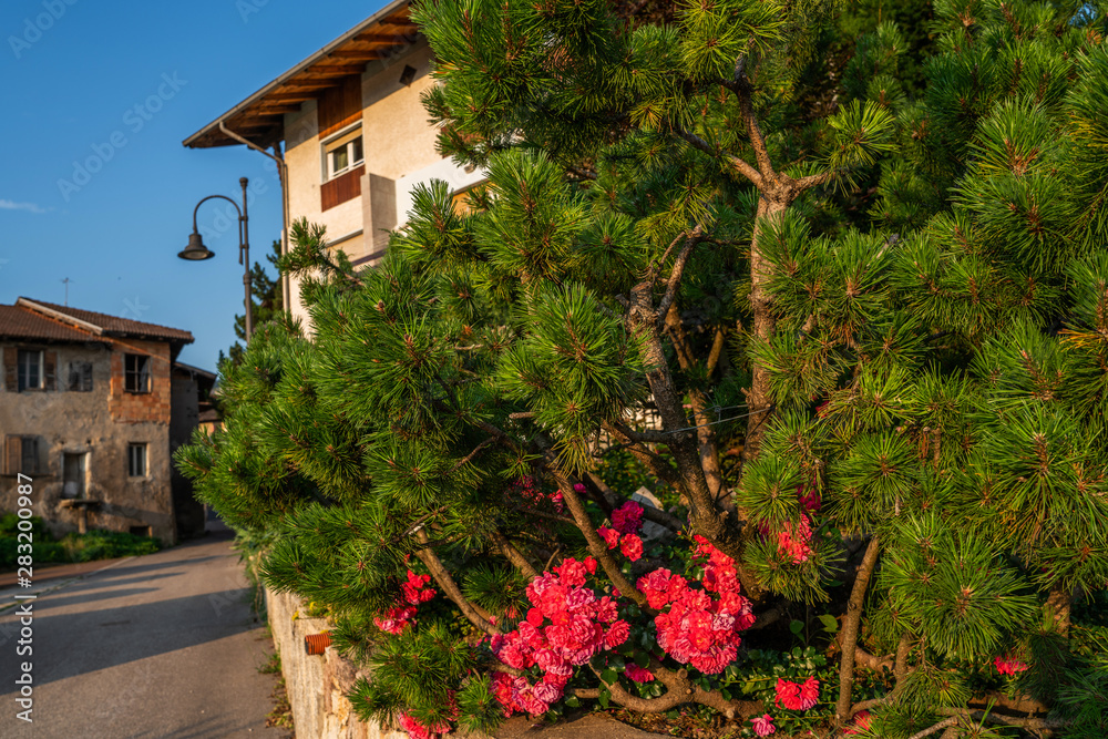 Naklejka premium Trentino-Alto Adige region of South Tyrol, Italy. Beautiful small Alpine village. Agri tourism. Tourist travel visiting apple region site.