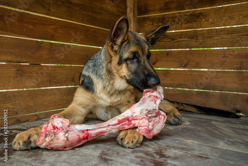 The dog chews a large raw beef bone. Young German shepherd lies in a large wooden booth and enjoys a tasty piece of meat. Natural food useful for dogs and dental health. Pet treats favorite food photo