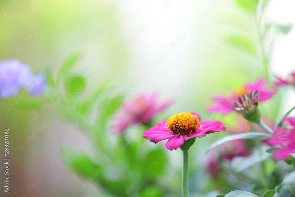 Obraz premium Pretty Pink zinnia flower at outdoor