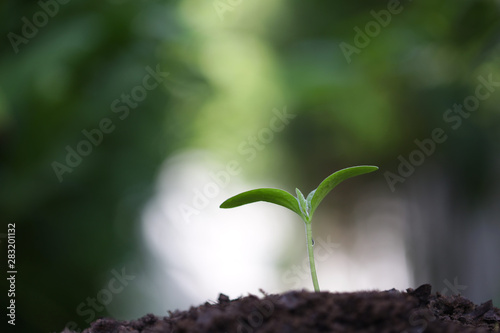 Wallpaper Mural Growing small green sapling plant tree Torontodigital.ca
