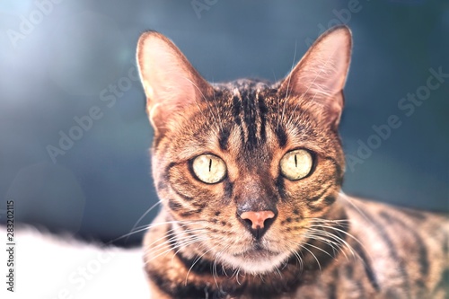 Close up portrait of a bengal cat looking at camera. 