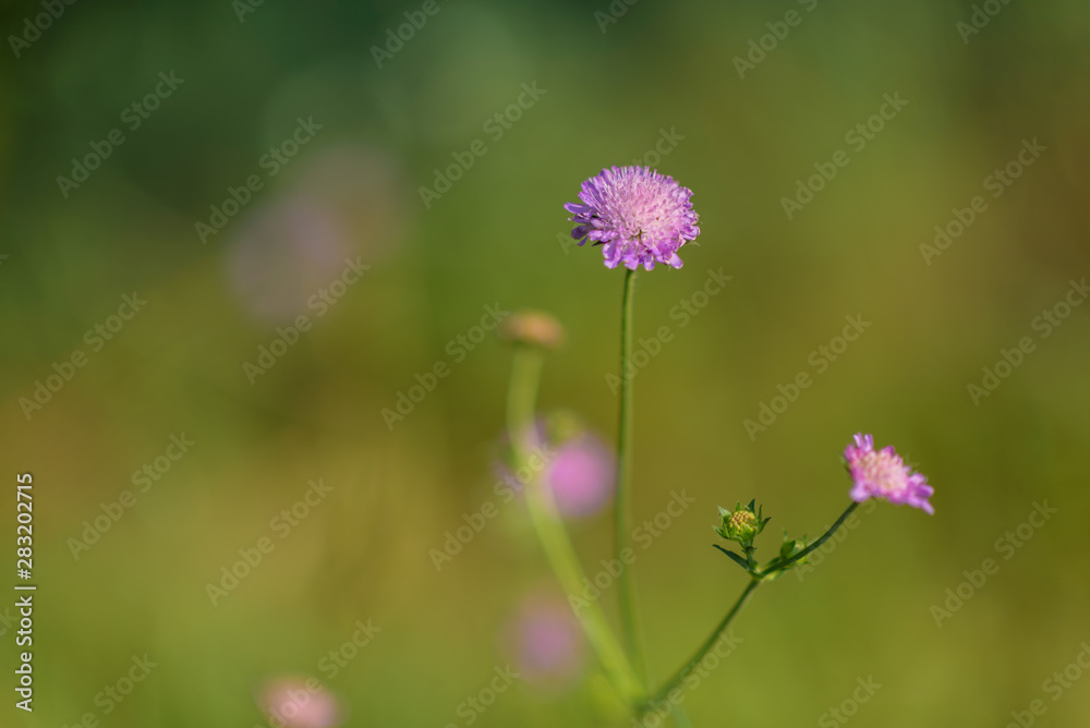 Wildflowers close-up, with a blurred background. Wildflowers close-up, with a blurred background.