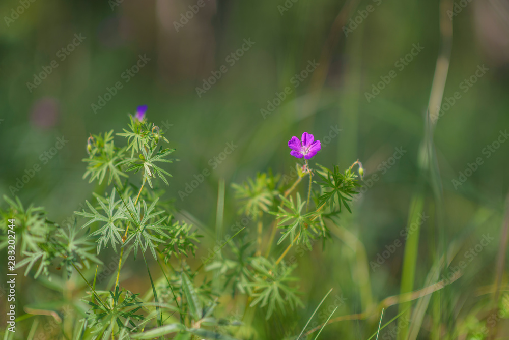 Wildflowers close-up, with a blurred background. Wildflowers close-up, with a blurred background.