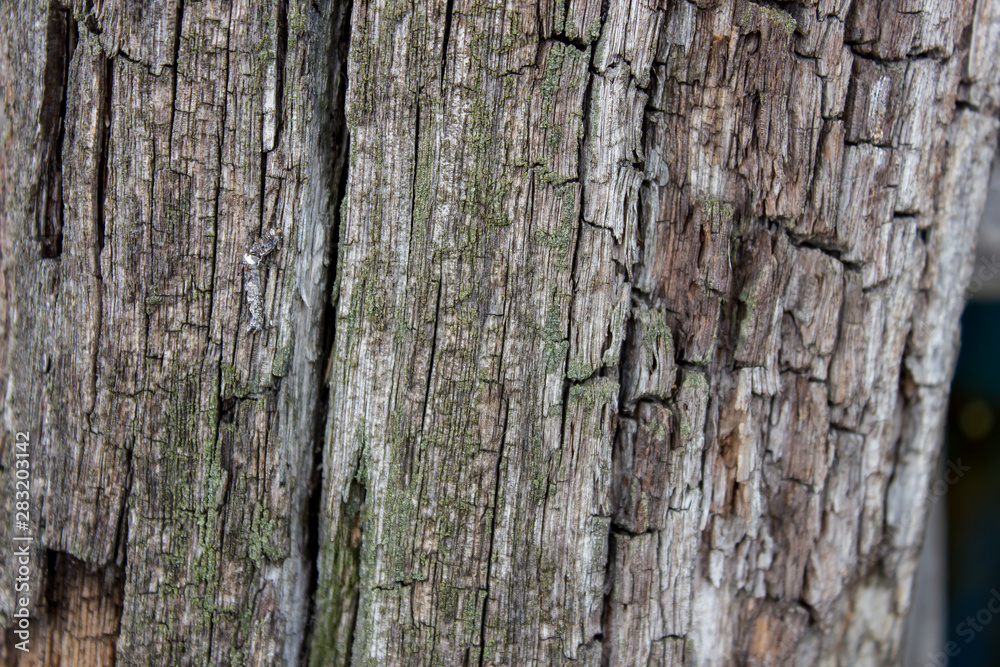 Texture of old wooden planks. August 2019 Texture of old wooden planks. August 2019