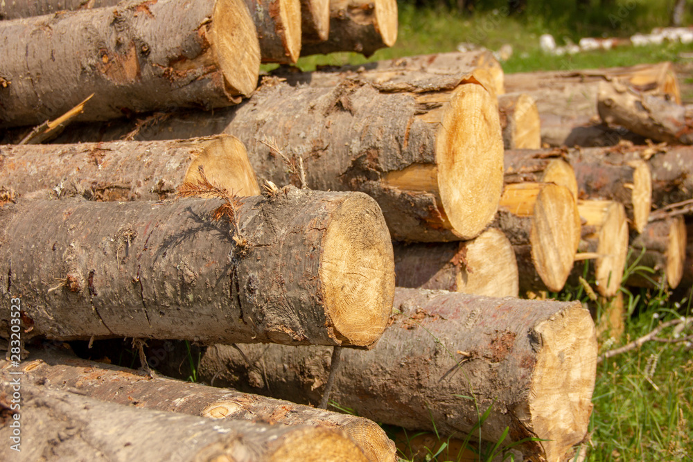 Logs at a sawmill. sawn coniferous trees piled in one pile. Poaching. Logs at a sawmill. sawn coniferous trees piled in one pile. Poaching.