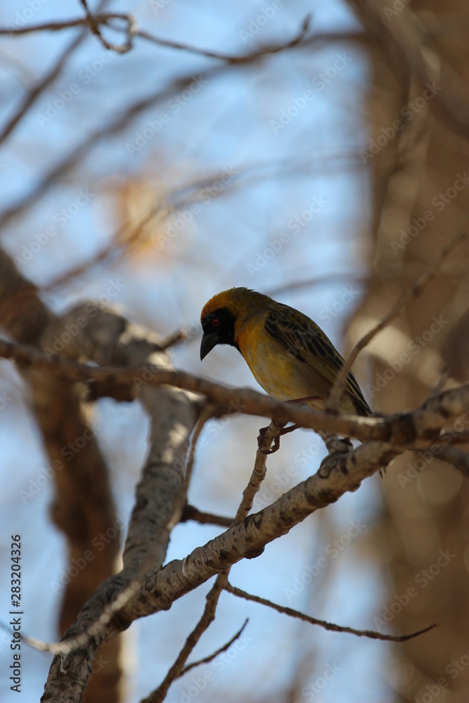 Naklejka premium The southern masked weaver (Ploceus velatus), or African masked weaver, is a resident breeding bird species common throughout southern Africa. 