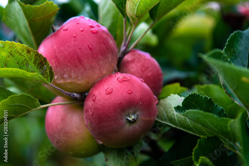 Ripe Red Apples Wet From Waterdrops On Tree