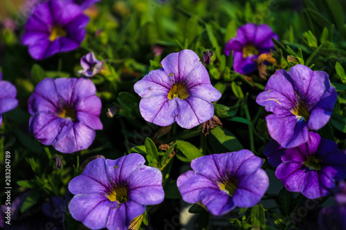 Ornamental purple flowers of Calibrachoa Heart Purple cultivar 