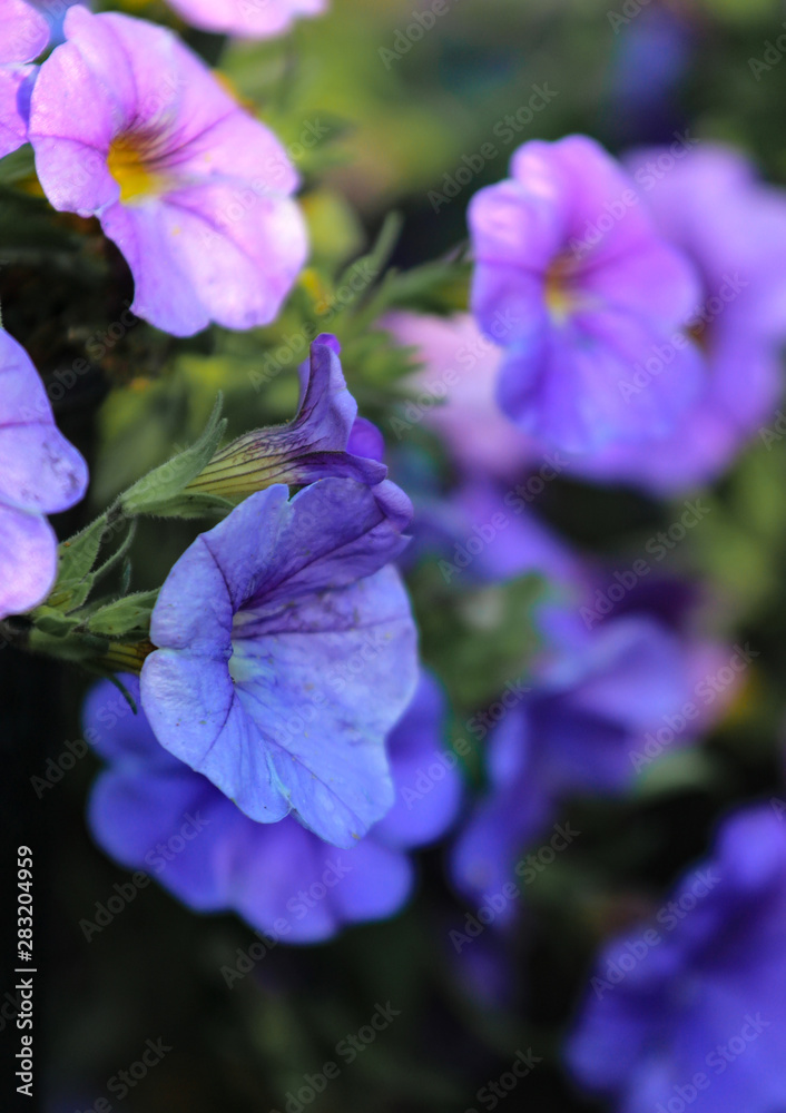 Detail of purple flowers of Calibrachoa Heart Purple cultivar at a Detail of purple flowers of Calibrachoa Heart Purple cultivar at a