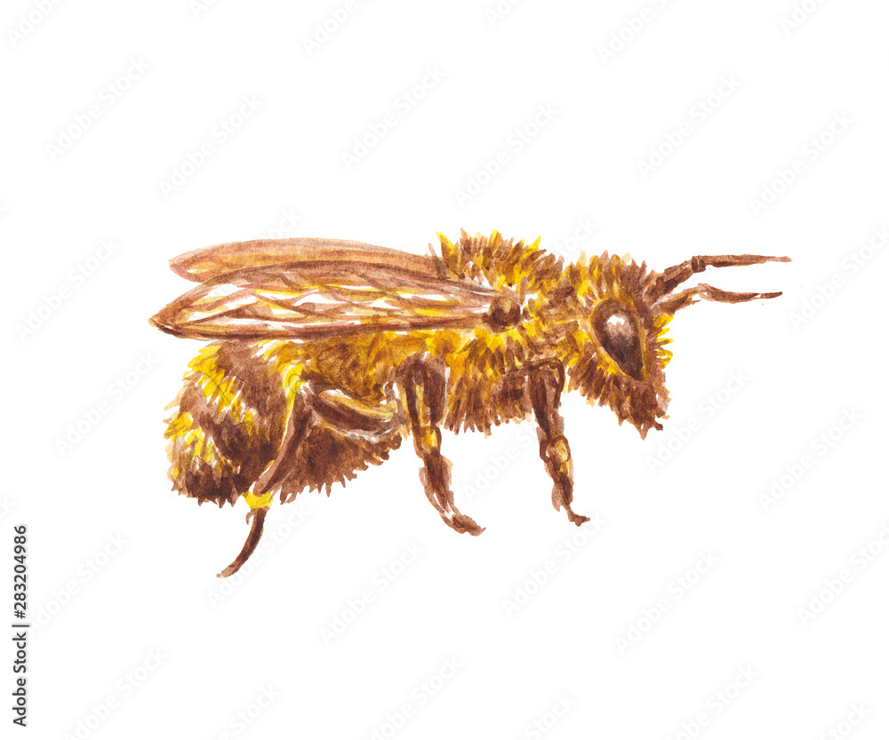 Obraz premium Watercolor illustration of a bee