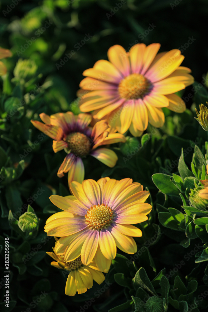 Shining orange flowers of an Osteospermum (African Daisy) plant