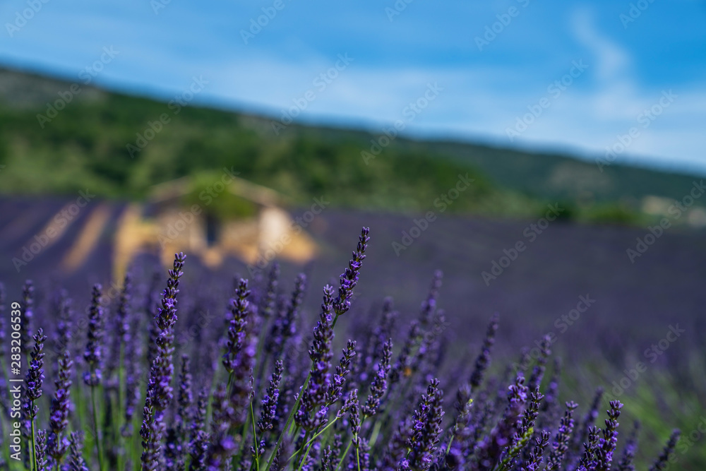 Naklejka premium Lavender flower summer background. Summertime in the lavender field. Floral background. Shallow depth of field.