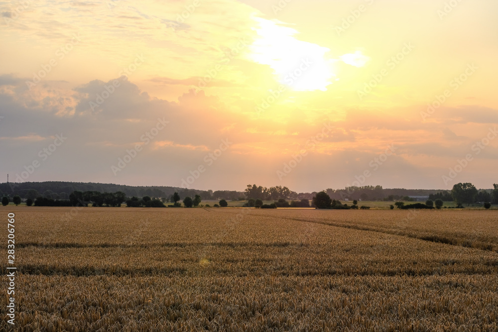 Sunrise or sunset over a cornfield